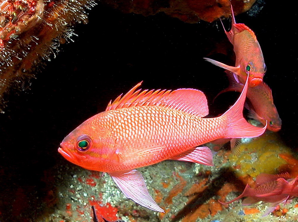 Trachurus cf. picturatus e altri pesci da Ustica